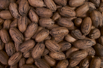 pecan nuts in shell