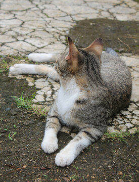 Cute cat relaxing outside