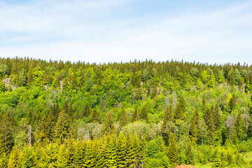 Naklejka premium Lush green Woodland on a mountain side