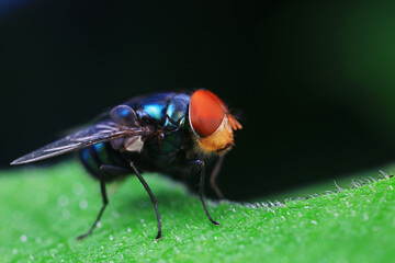 Flies on plants in the nature, North China Plain