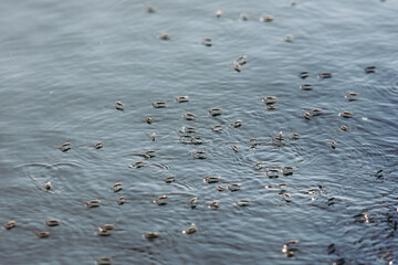 A lot of spider water bug walk on the water.