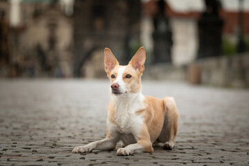 White mix dog is lying in city center. He was in center of Prague. She is so patient model.