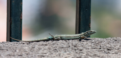 Eidechsen auf Madeira