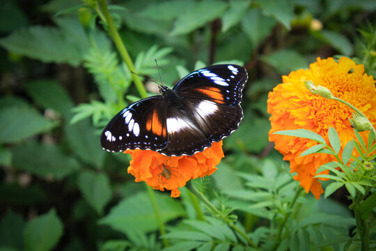 Beautiful butterfly perching on orange flower