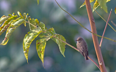 Spotted flycatcher (Muscicapa striata), Crete, Greece
