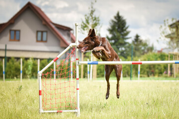 border collie is jumping over the hurdles. Amazing day on czech agility privat training