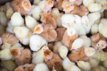 Little yellow chickens top view. A group of diurnal cute beautiful chickens.