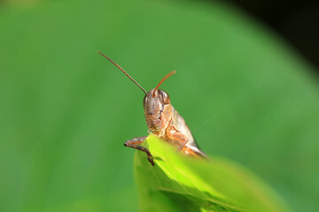 Grasshoppers live on wild plants, North China