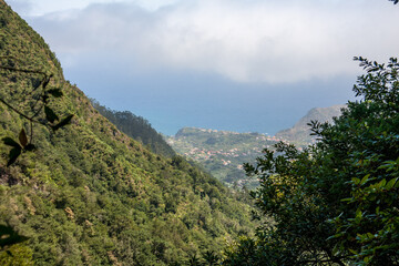 Fototapeta na wymiar Urwald auf Madeira