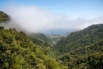 Urwald auf Madeira