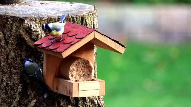 feeding in bird feeder, Parus caeruleus, blue tit
