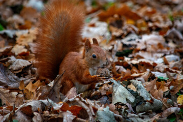 ruda wiewiórka w parku  © Dariusz Grochal 