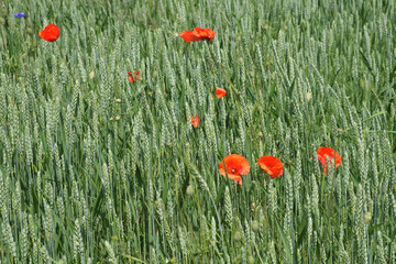 Red poppy among the field grasses in summer. Beautiful wildflowers. Untouched nature.