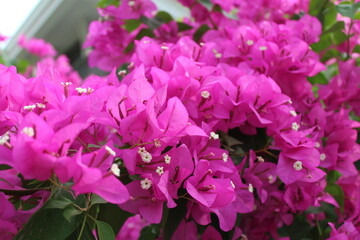 pink hydrangea flowers