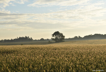 Landschaft am Morgen