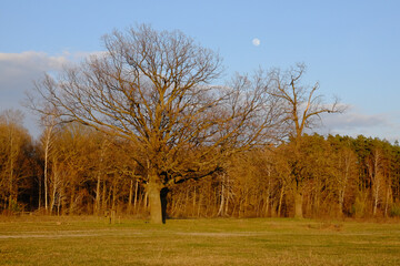 Obraz premium Little moon in the sky over the forest in autumn. Evening landscape.
