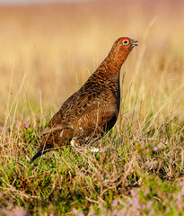 Red Grouse, Scientific name: Lagopus Lagopus.  Male Red Grouse with red eyebrow,  facing right in natural moorland habitat with open beack and calling.  Portrait, vertical.  Space for copy.