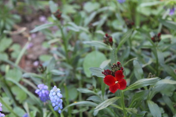 ladybug on a flower