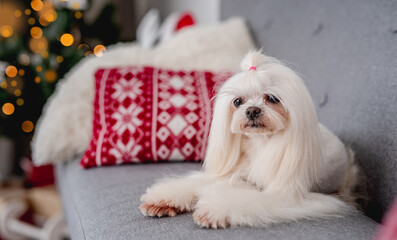 Maltese dog next to illuminated christmas tree
