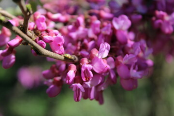 close up of pink flowers