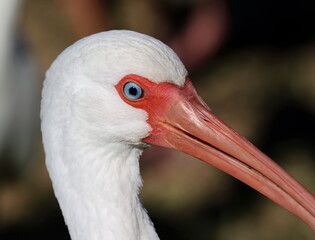 Very close head shot of American white ibis with blue eye. Eudocimus albus.