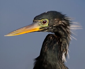 Close up head shot of an Anhinga in breeding colors.