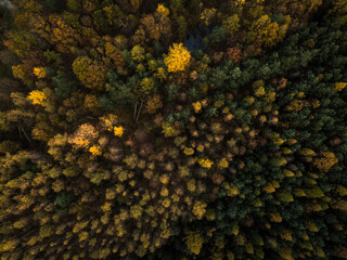 Splendid autumn/fall captured in a landscape image - vivid colors disappearing slowly and making room for the greyish aspect of winter