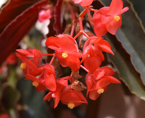 A bunch of red flowers with a semi macro shot