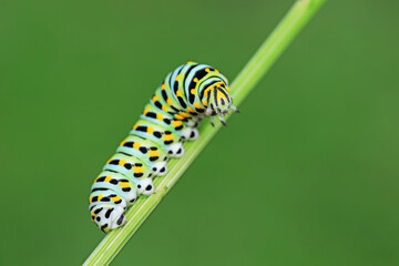 Larvae of the Golden Phoenix butterfly on wild plants, North China