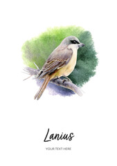 Lanius bird watercolor illustration isolated on watercolor splash background