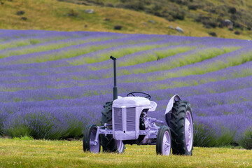 purple tractor in front of a lavender field