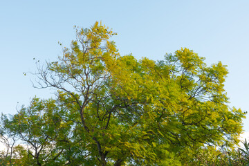 Beautiful tree and sky low angle shot. Colorful and peaceful nature. Spring or summer foliage on a sunny day.