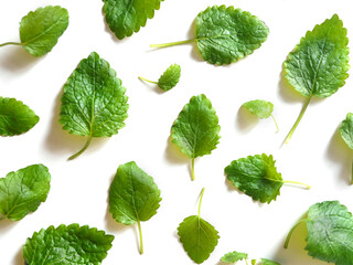 Mint leaves isolated on white background.
