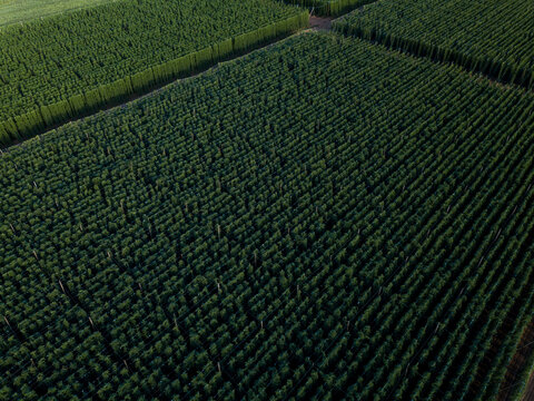 Hops Being Grown On A Field