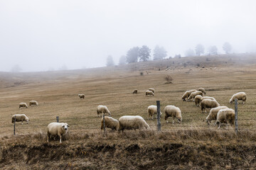 Obraz premium Herd of sheep on the misty field in the mountains 