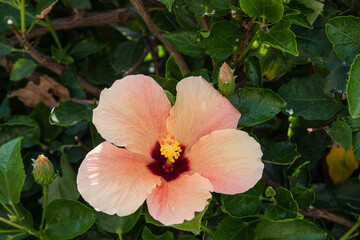 Bl&uuml;te auf Madeira