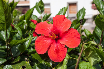 Bl&uuml;ten auf Madeira