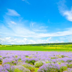 Fototapeta na wymiar Lavender field in sunlight in a soft focus.