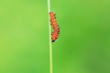 The larvae of the green tailed silkworm moth are on the green leaves