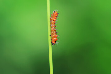 The larvae of the green tailed silkworm moth are on the green leaves