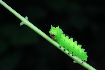 The larvae of the green tailed silkworm moth are on the green leaves