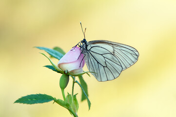 The butterfly Aporia crataegi covered with dew sits on a summer morning on a pink rosehip flower