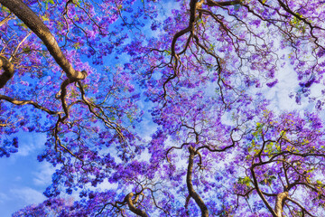 Jacaranda kir overhead sky