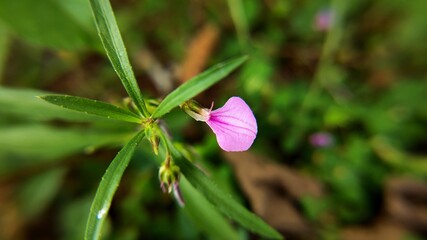 flower in the garden