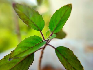Tulsi plant