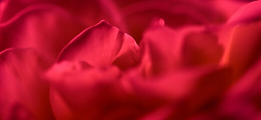 Botanical concept, invitation card - Soft focus, abstract floral background, red rose flower. Macro flowers backdrop for holiday brand design