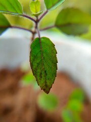 Tulsi leaf