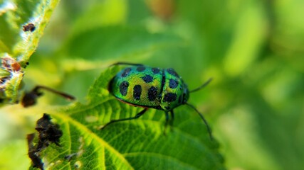 ladybug on leaf