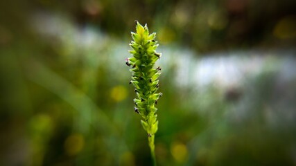 close up of grass