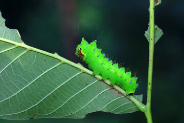 The larvae of the green tailed silkworm moth are on the green leaves